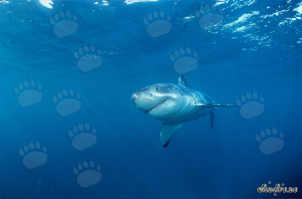 Jeune grand requin blanc au large de Gansbaai