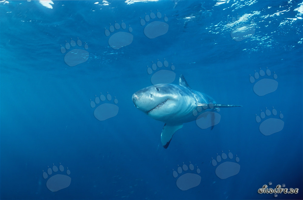 Joven tiburón blanco frente a la costa de Gansbaai