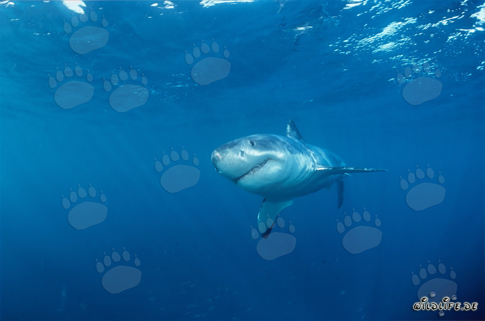 Young Great White Shark off the coast of Gansbaai