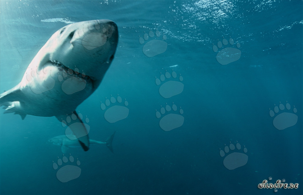 Two majestic great white sharks elegantly swimming in the ocean