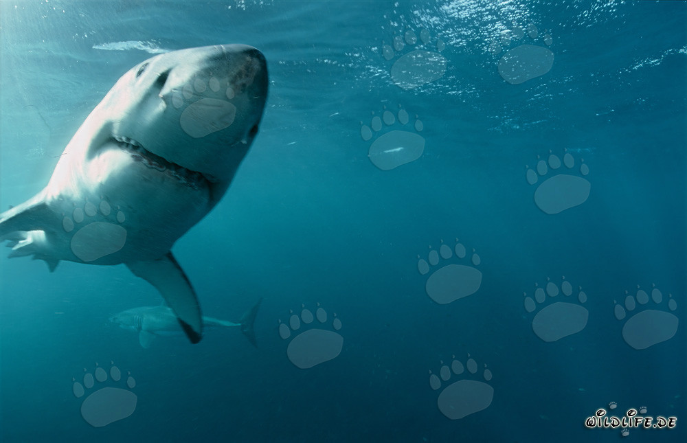 Deux majestueux requins blancs nagent élégamment dans l'océan