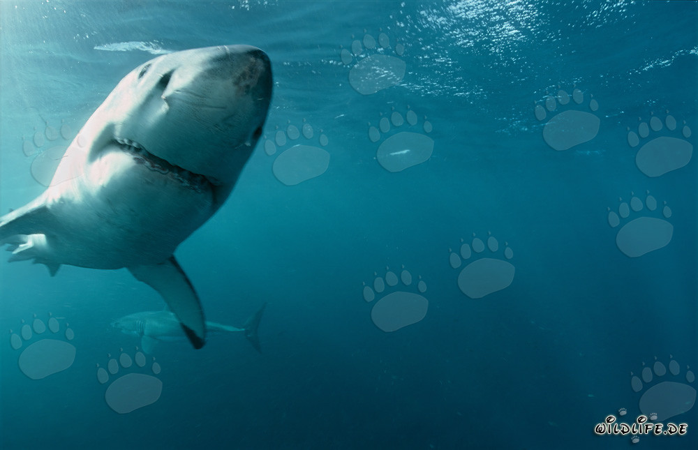 Dos majestuosos tiburones blancos nadan elegantemente en el océano