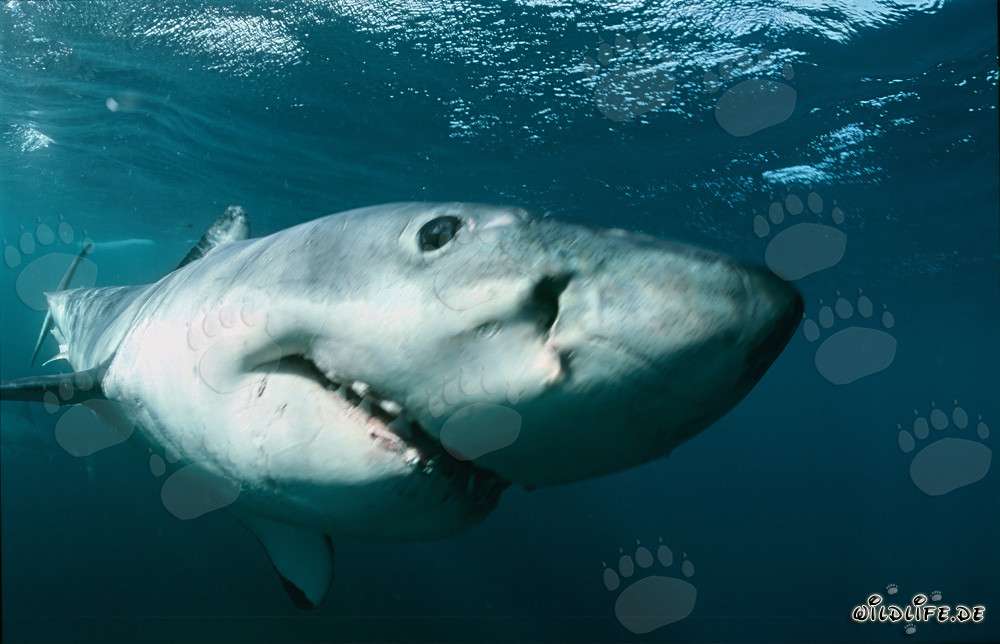 Great White Sharks: Captivating underwater shot off South Africa