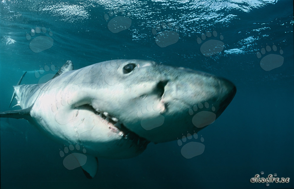 Tiburones blancos: Fascinante toma submarina frente a Sudáfrica