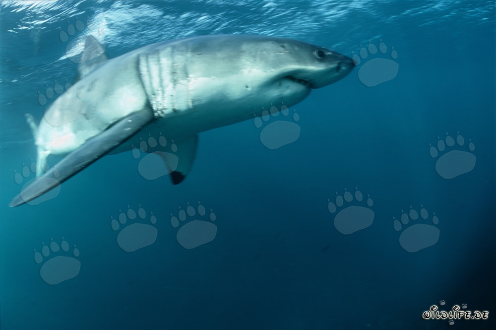 Grand requin blanc - La nageoire pectorale du Grand Blanc presque devant la caméra