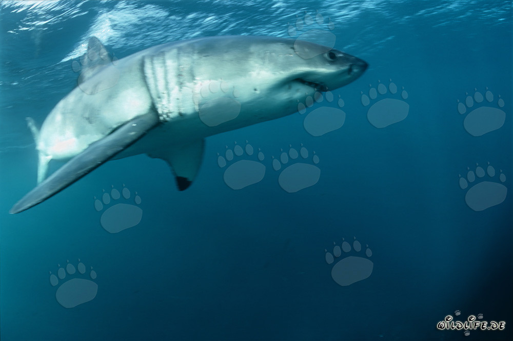 Great White Shark - The pectoral fin of the Great White almost in front of the camera