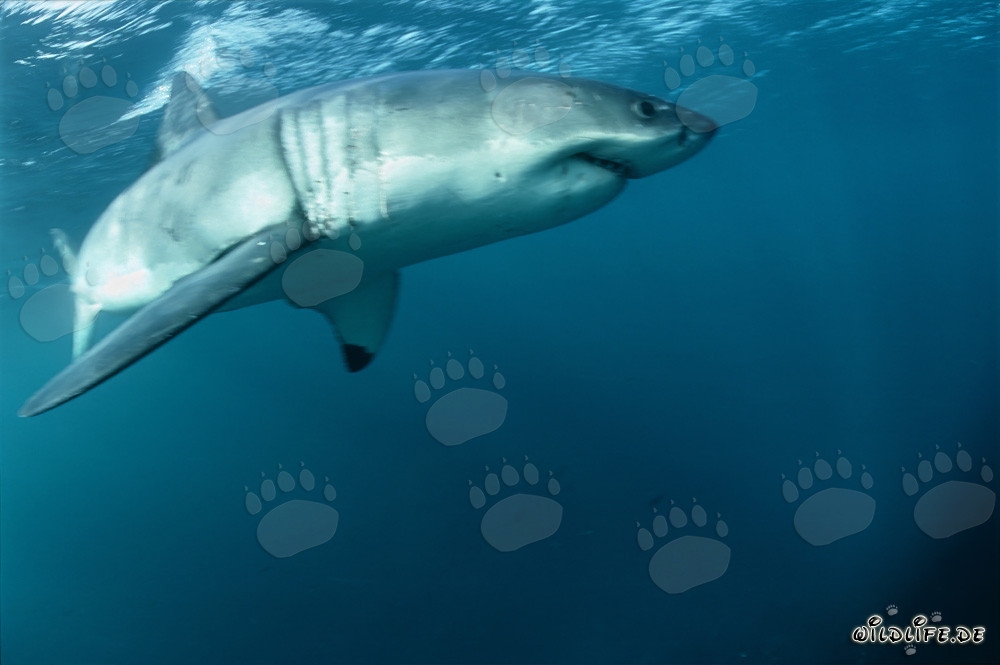 Tiburón blanco - La aleta pectoral del Gran Blanco casi frente a la cámara