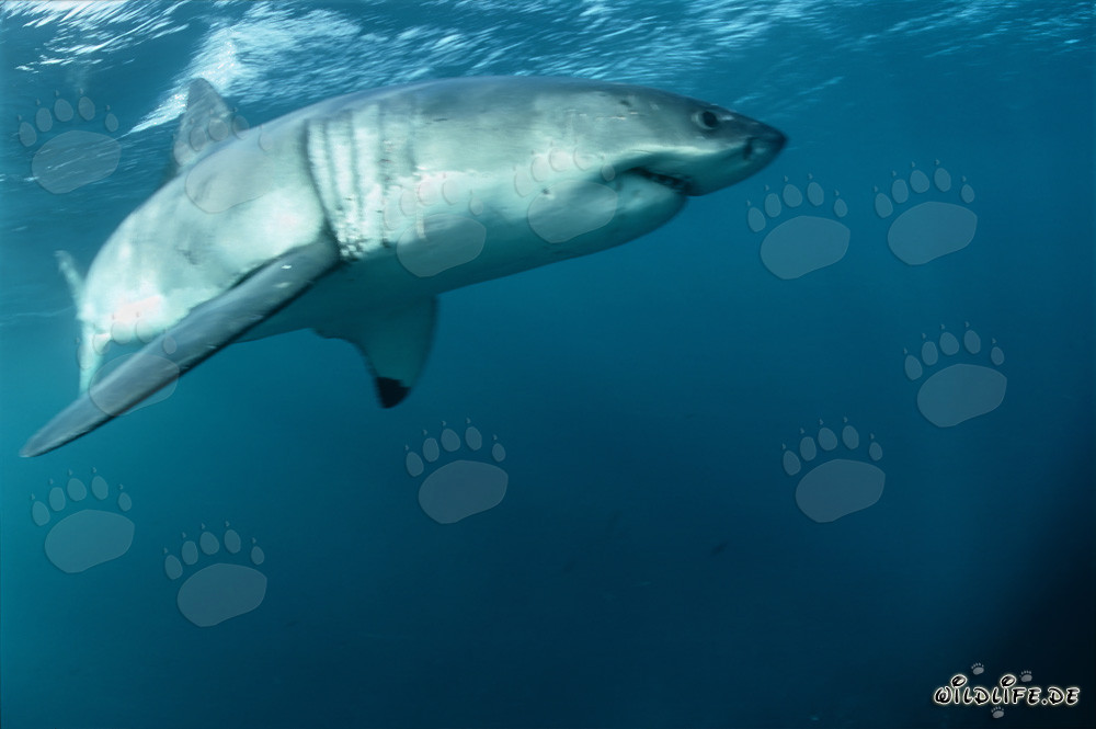 Weißer Hai - Die Brustflosse des Großen Weißen fast vor der Kamera