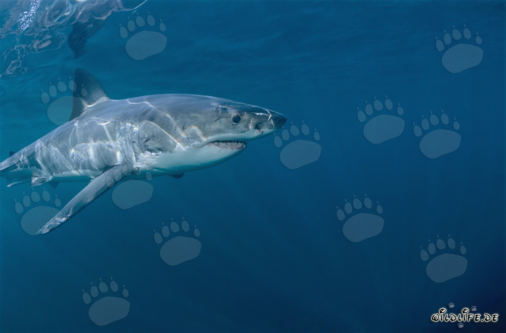 Fascinating Predator of the Seas: Great White Shark