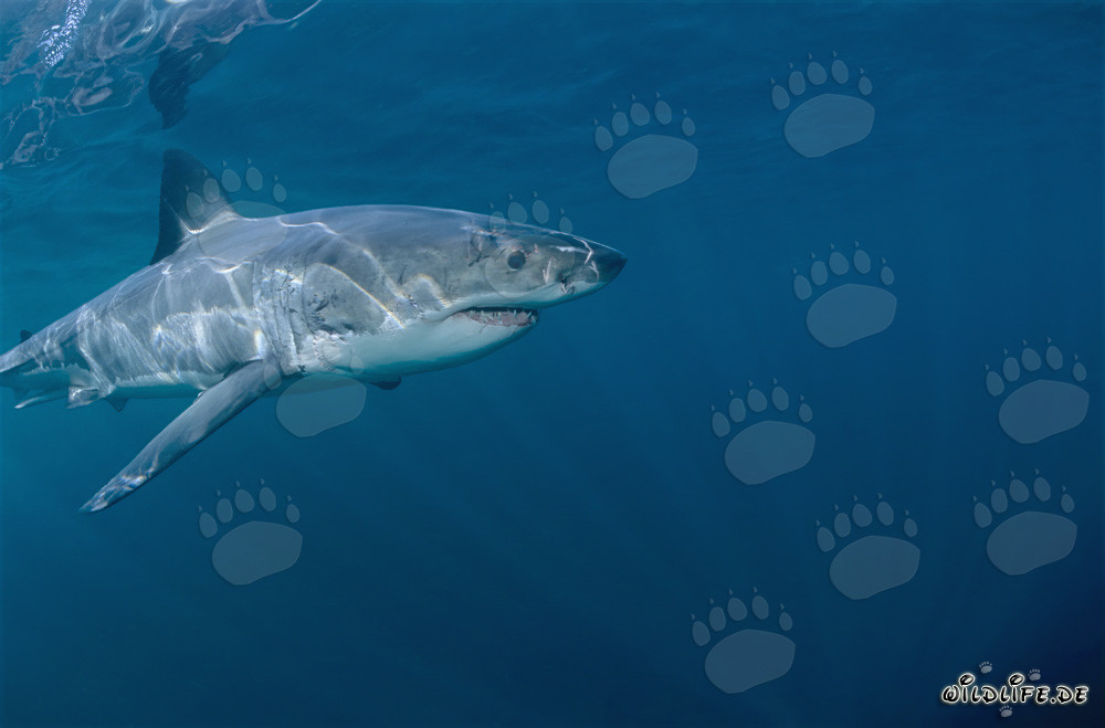 Chasseur fascinant des mers : Requin blanc