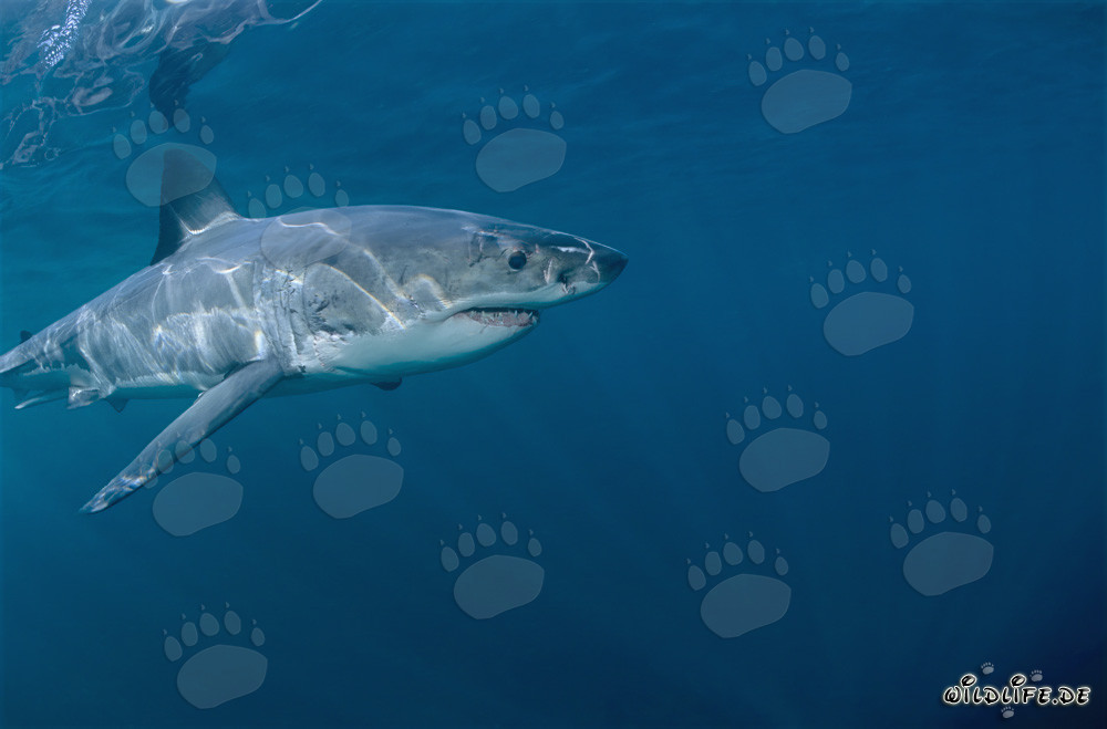 Fascinante cazador de los mares: Tiburón blanco