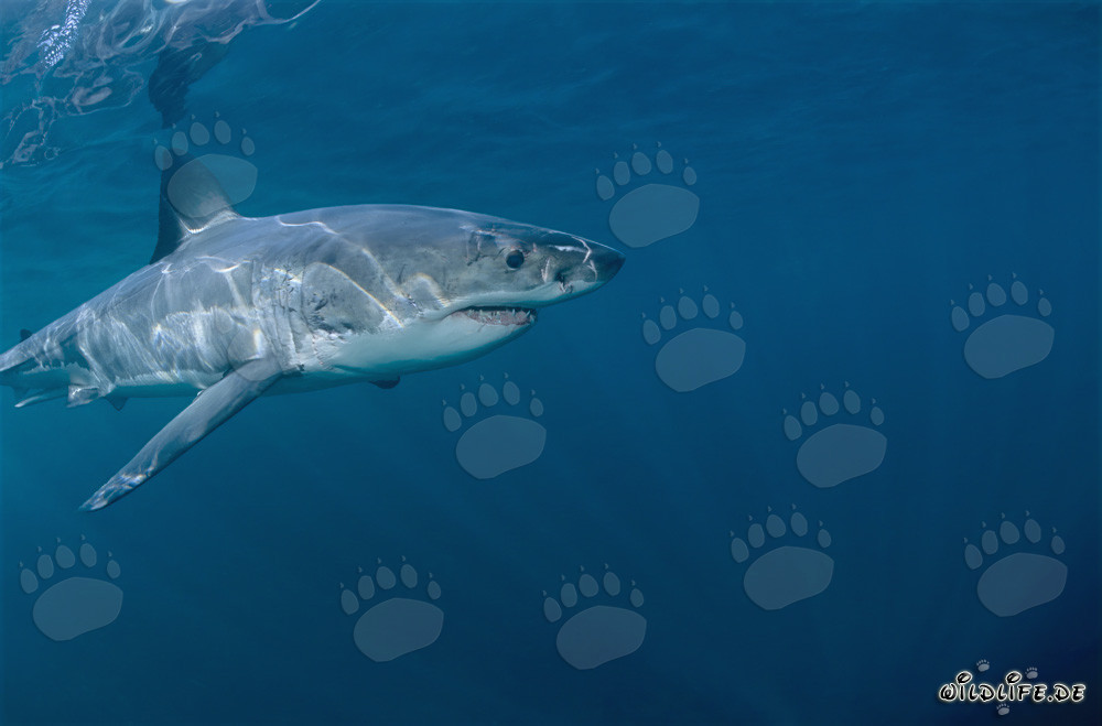 Faszinierender Jäger der Meere: Weißer Hai