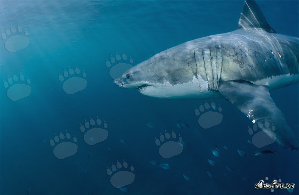 Grand requin blanc majestueux dans les eaux au large de l'Afrique du Sud