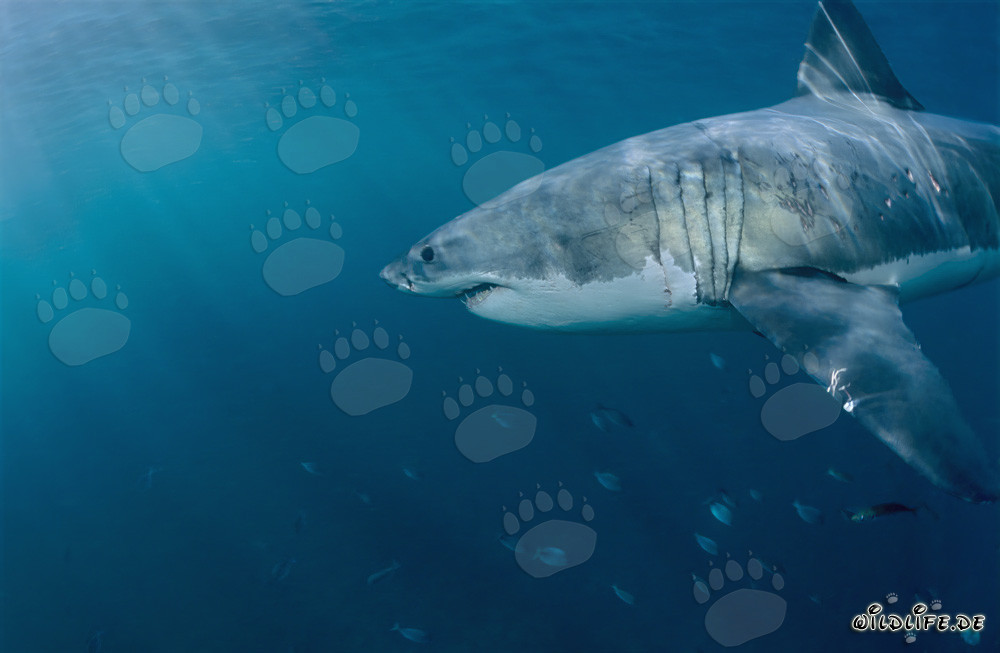 Majestic Great White Shark in the Waters off South Africa