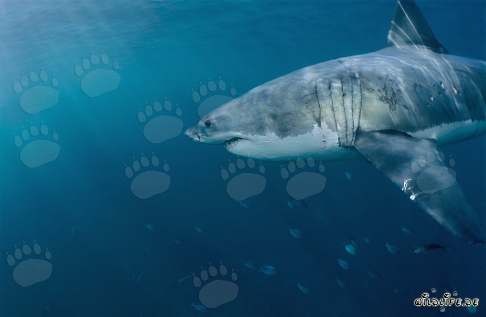 Maestoso squalo bianco nelle acque al largo del Sudafrica