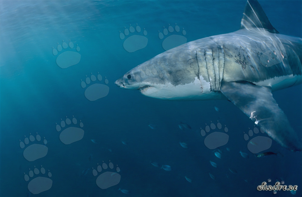 Majestuoso tiburón blanco en las aguas frente a Sudáfrica