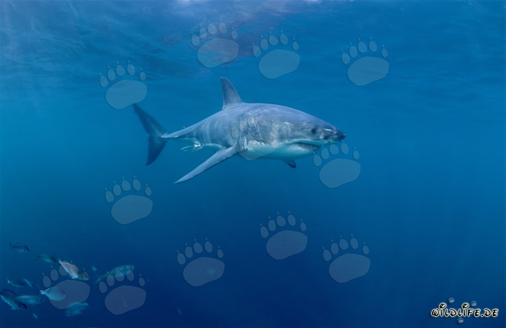Gran tiburón blanco rodeado de pequeños peces frente a la costa de Sudáfrica