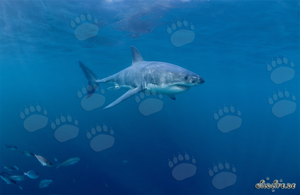 Grand requin blanc entouré de petits poissons au large de la côte sud-africaine