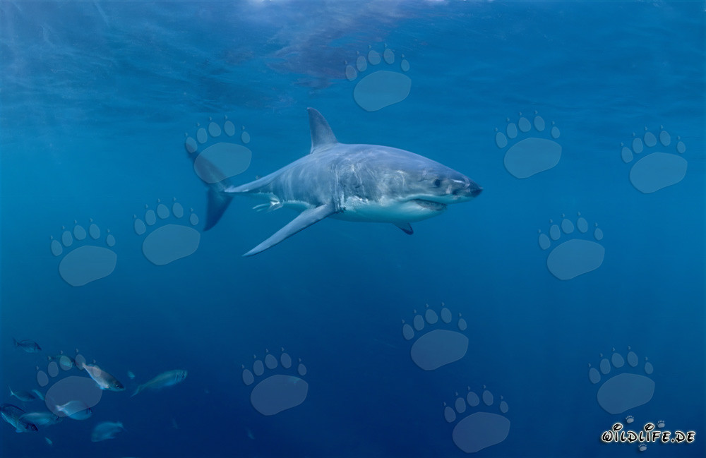 Imposanter Weißer Hai umgeben von kleinen Fischen vor der Küste Südafrikas