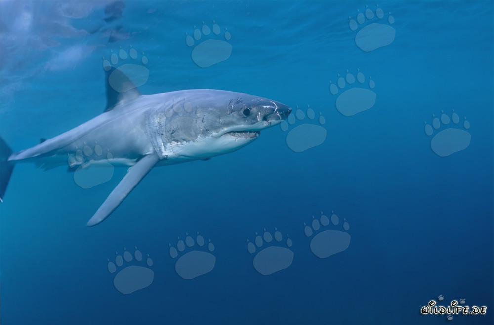 Elegant ocean predator Great White Shark