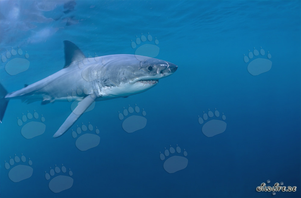 Élégant prédateur des mers Requin blanc
