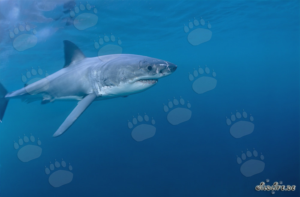 Elegante predatore marino Squalo bianco