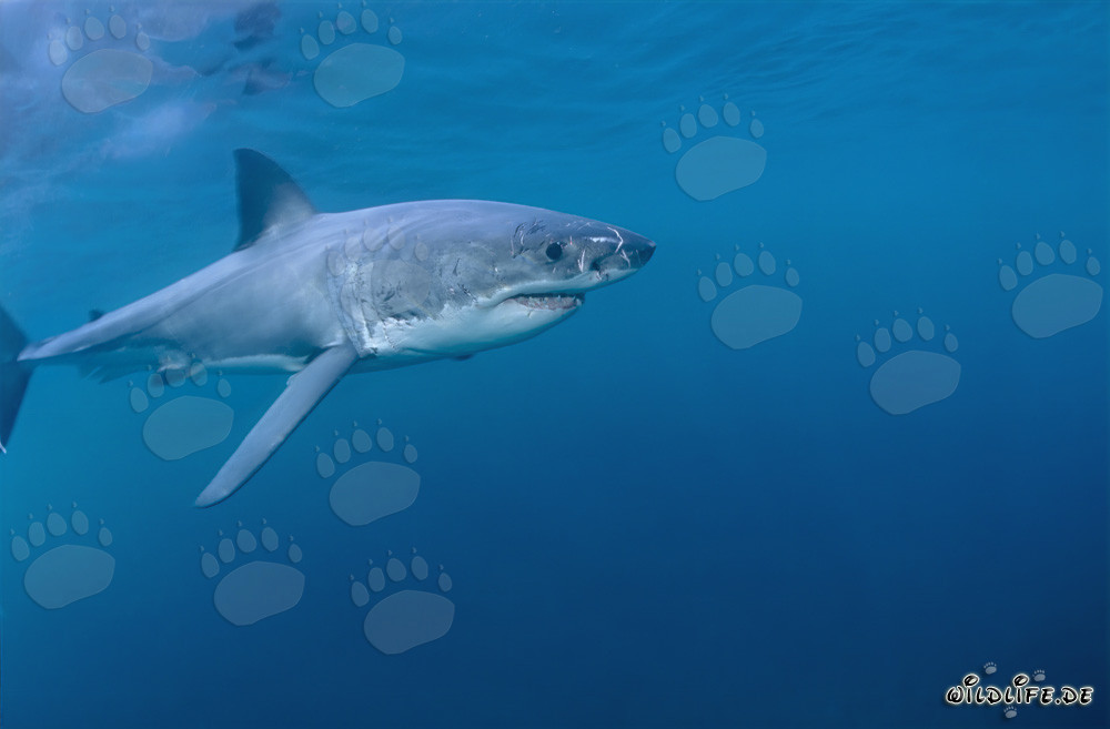 Eleganter Meeresräuber Weißer Hai