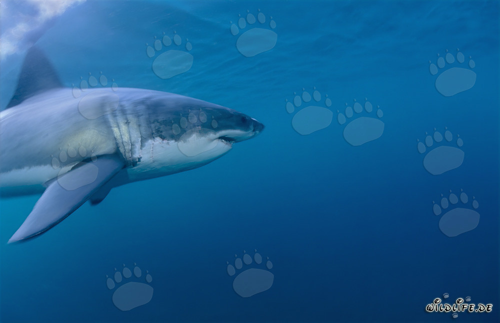 Grand requin blanc : majestueux habitant des mers au large des côtes sud-africaines