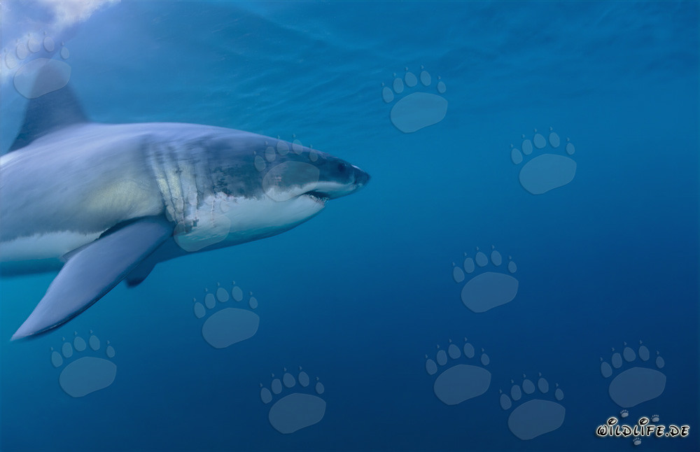 Impressive Great White Shark: Majestic Marine Creature off the Coast of South Africa