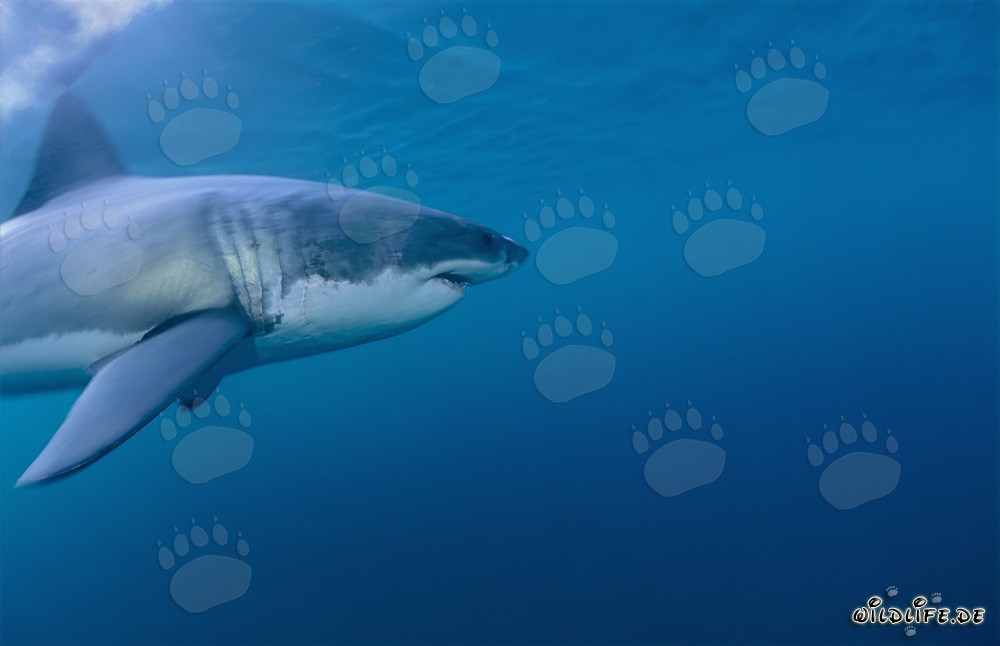 Imponente squalo bianco: maestoso abitante marino al largo della costa sudafricana