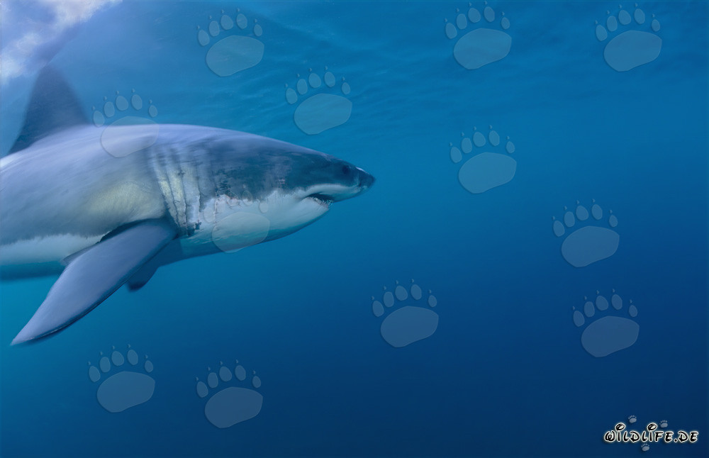Impresionante tiburón blanco: majestuoso habitante marino frente a la costa de Sudáfrica