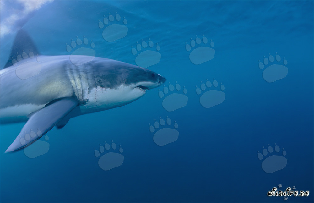 Imposanter Weißer Hai: Majestätischer Meeresbewohner vor Südafrikas Küste