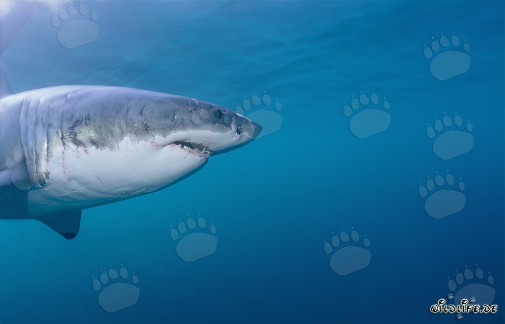 Portrait impressionnant du grand requin blanc (Carcharodon carcharias)