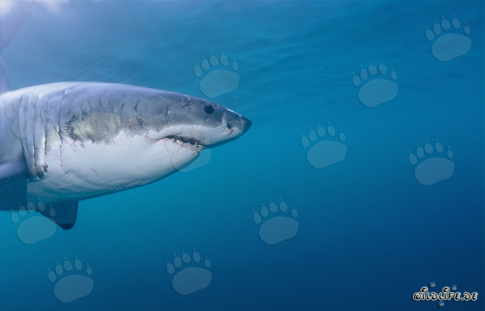 Impressive profile portrait of the Great White Shark (Carcharodon carcharias)