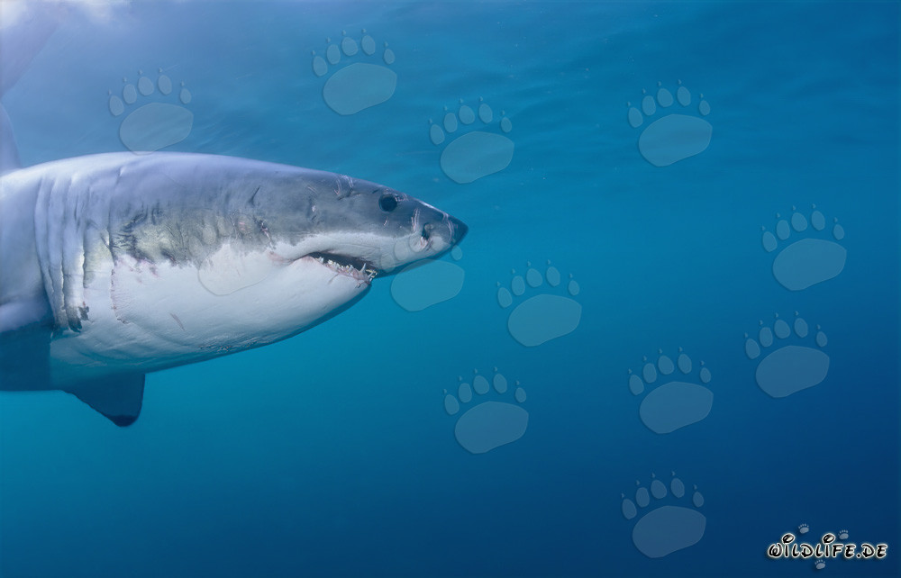 Ritratto imponente dello squalo bianco (Carcharodon carcharias)