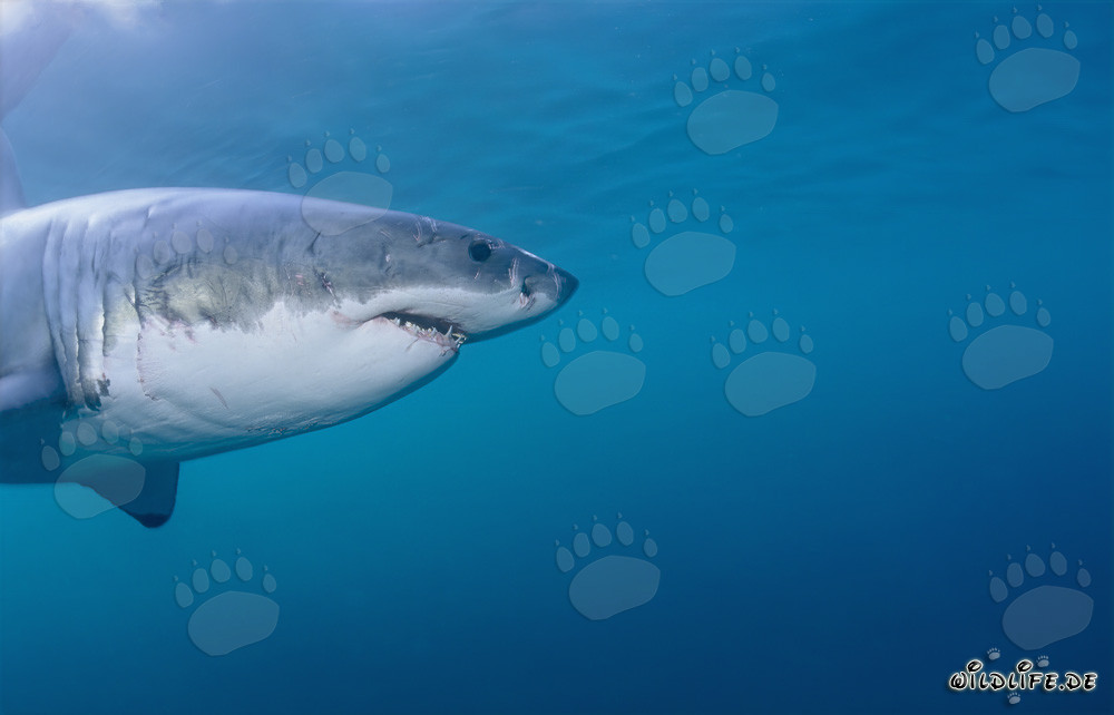 Retrato impresionante del tiburón blanco (Carcharodon carcharias)