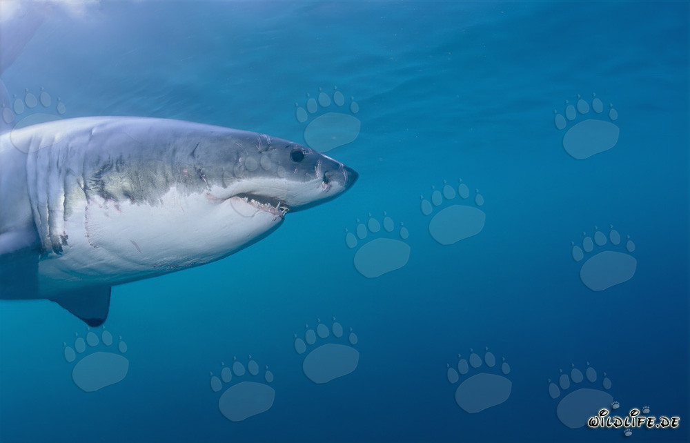 Imposantes Seitenporträt des Weißen Hais (Carcharodon carcharias)