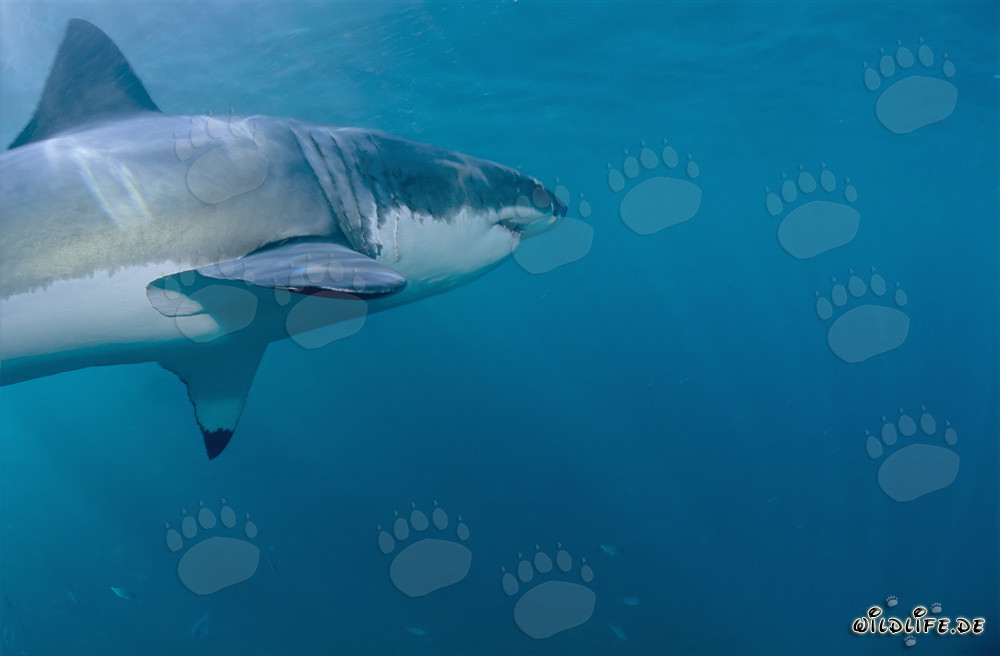 Gran Tiburón Blanco presenta sus impresionantes aletas pectorales frente a la costa de Sudáfrica