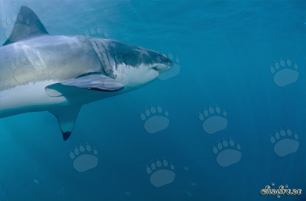 Requin blanc majestueux présentant ses nageoires pectorales impressionnantes