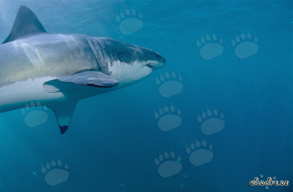 Majestic Great White Shark showcasing impressive pectoral fins