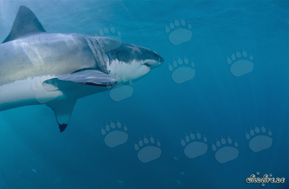 Majestic Squalo Bianco presenta le sue imponenti pinne pettorali davanti alla costa sudafricana