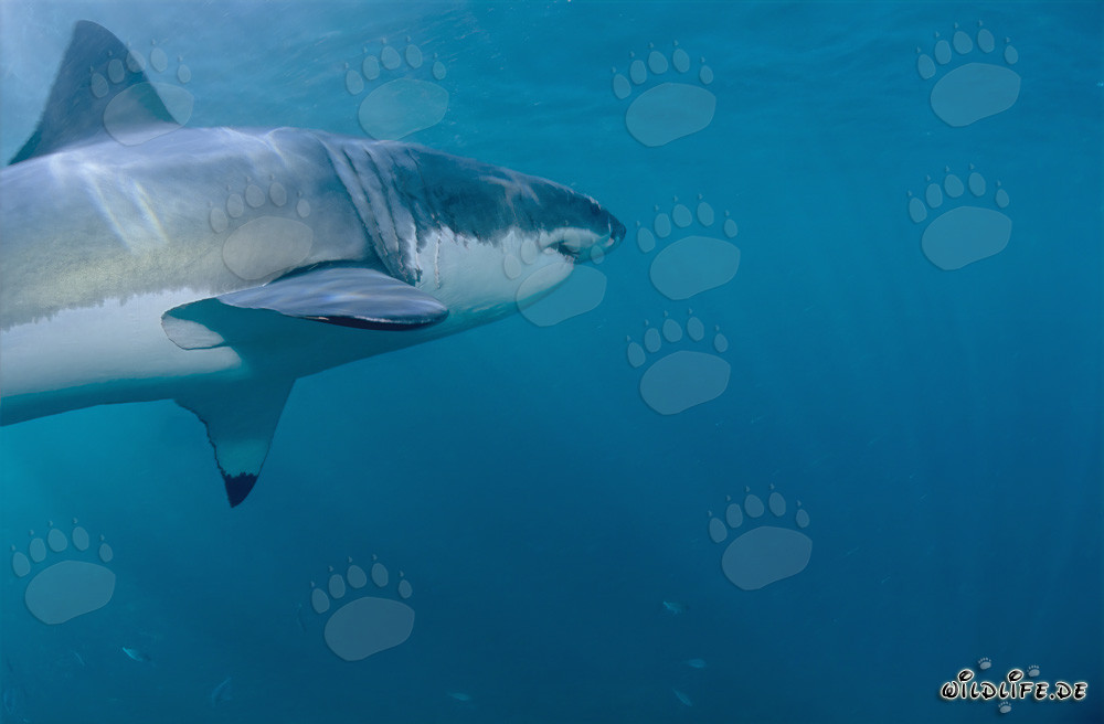 Majestätischer Weißer Hai präsentiert eindrucksvolle Brustflossen