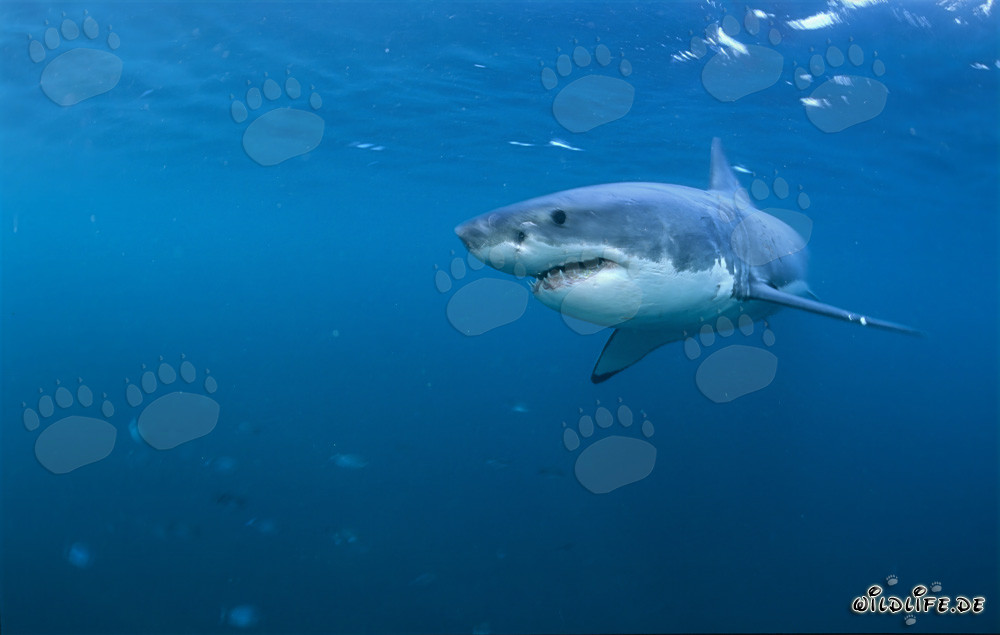 Fascinante Gran Tiburón Blanco - El rey de los mares