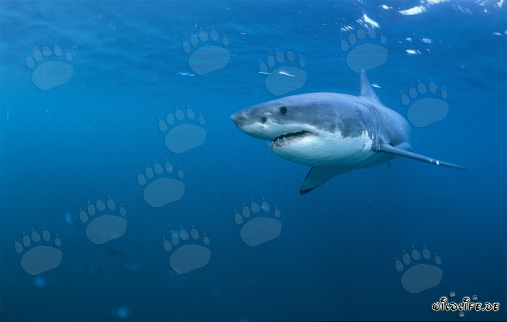 Le fascinant Grand Requin Blanc - Le roi des mers