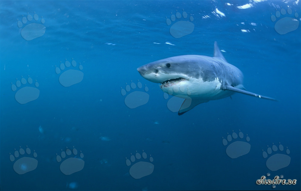 Fascinating Great White Shark - The King of the Seas