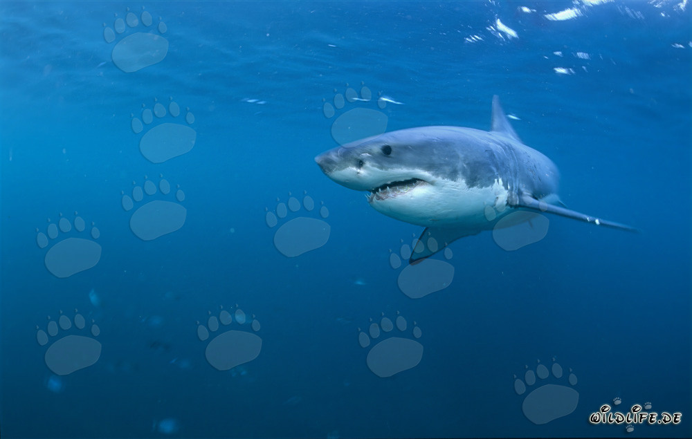 Affascinante Squalo Bianco - Il re dei mari