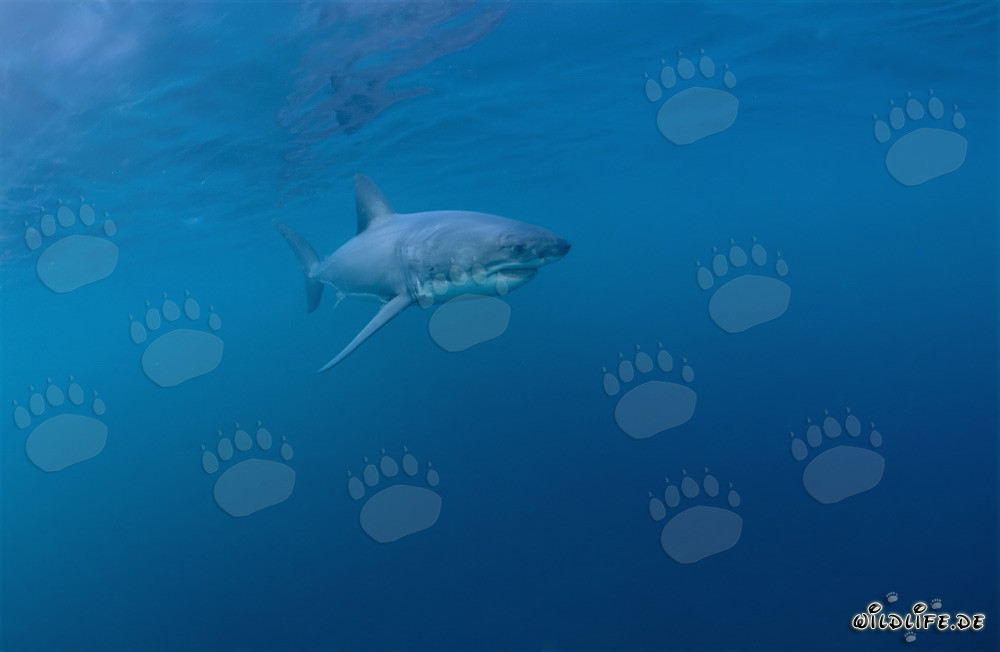 Impresionante cazador de los mares: El Gran Tiburón Blanco