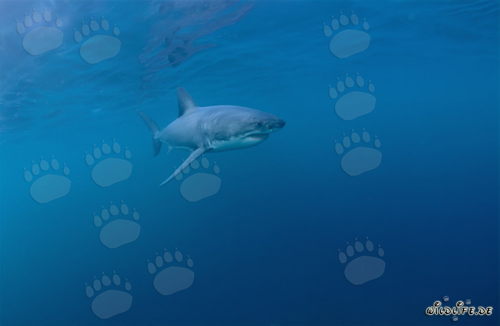Le redoutable chasseur des mers : le grand requin blanc