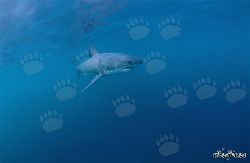 Majestic Predator of the Seas: The Great White Shark