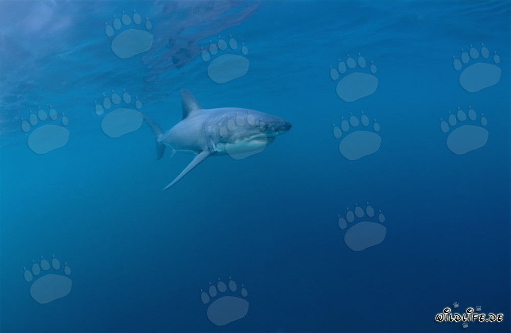 Imposanter Jäger der Meere: Der Weiße Hai
